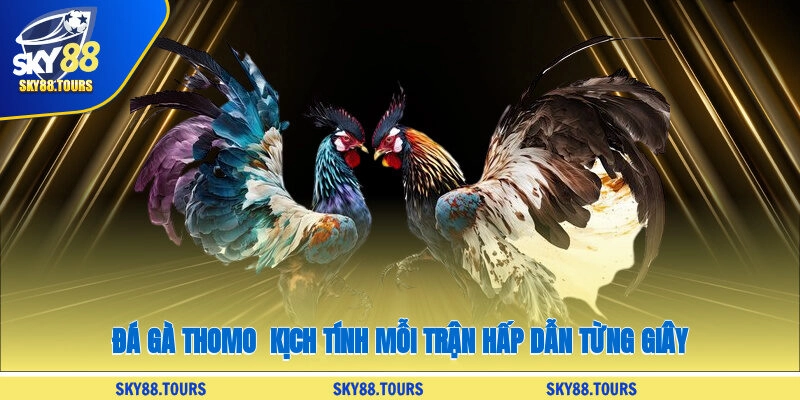 Đá Gà Thomo - Kịch Tính Mỗi Trận, Hấp Dẫn Từng Giây